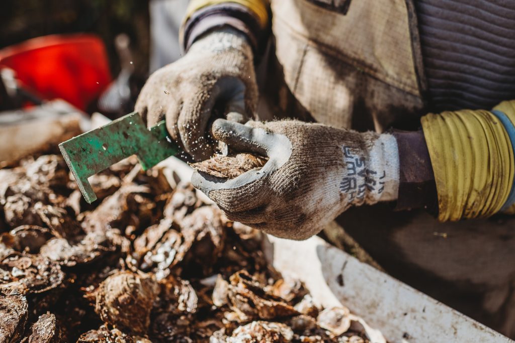 A worker holding an oyster and scraping it with a knife.